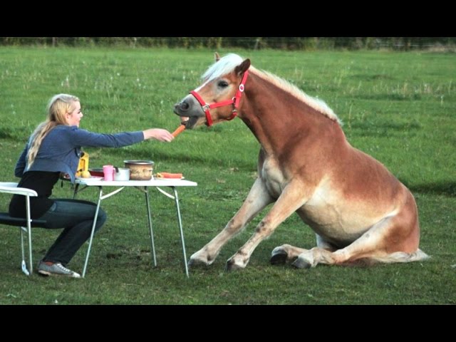 Funny Horse Videos - Try Not To Laugh [BEST OF]