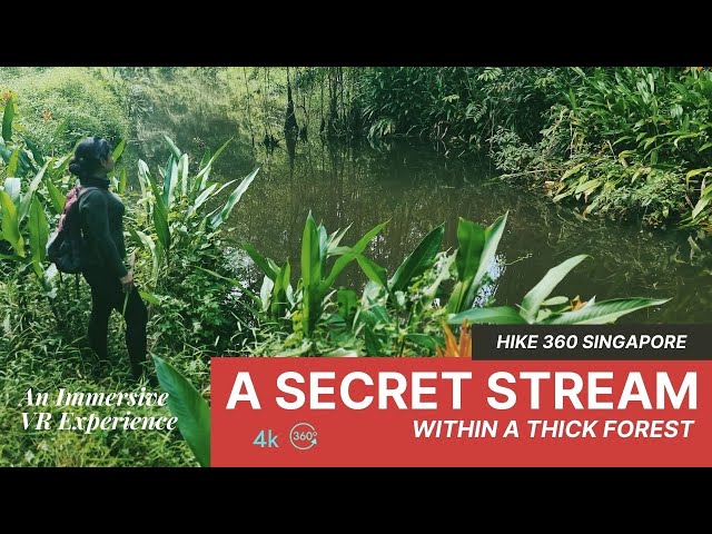 Discovering a Secret Stream While Hiking in a Forest | Singapore  | HIKE 360 |