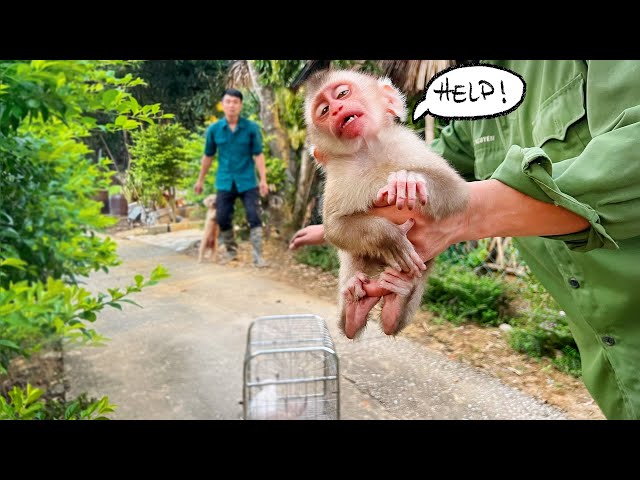 Dad cut bamboo to make a trap, but couldn't buy friends for Sushi Monkey!