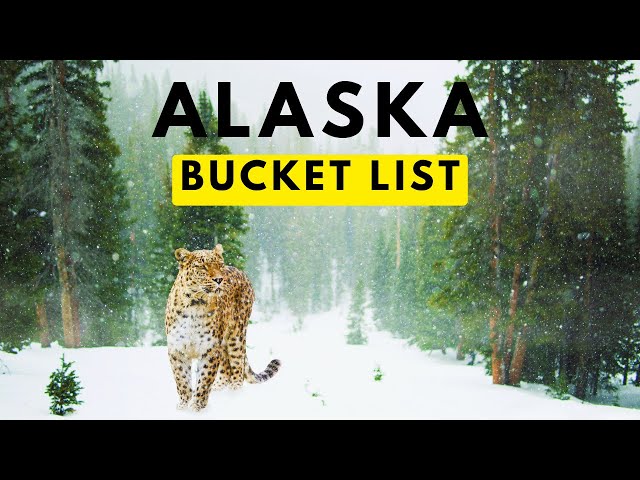 Alaska is INCREDIBLE #travel #alaska #usa #wildlife #youtube #shorts #wilderness