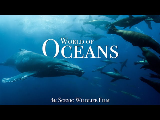 Ocean World 4K - Scenic Wildlife Film With Calming Music