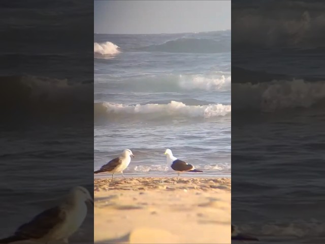 🌴🕊 Beach Life - Live Stream ⛱ #shorts #beachlife #beachvibes #SeaWaves #OceanWavesVideo #LiveStream