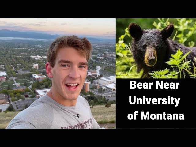 Seeing A Bear Running Mt. Sentinel Near University of Montana in Missoula