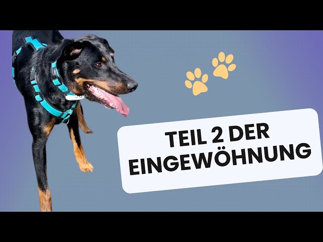 Integration eines fremden Hundes, Teil 2 #Hundegruppen #Mehrhundehaltung