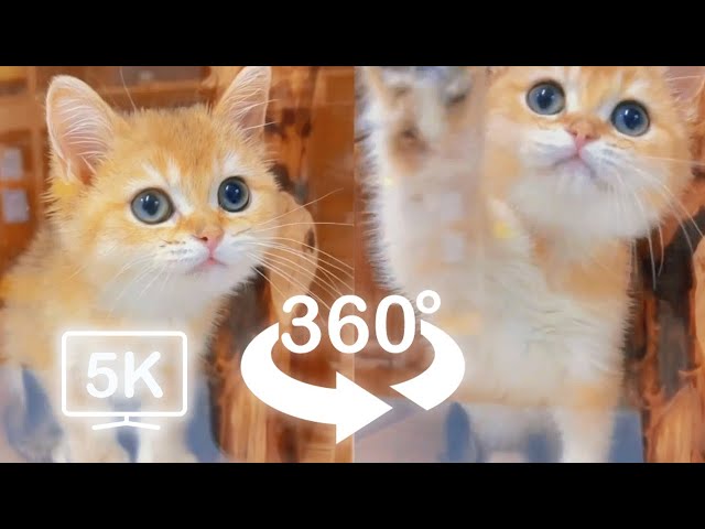 Cute Baby Cats Playing Around You Part 2 | VR 360 Cat Video | 4K | Virtual Reality