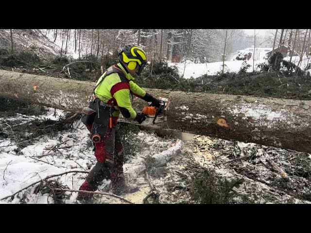 Můj zatím nejdelší strom❗️Kácení posleního smrku od silnice🌲#czechforest #forestwork