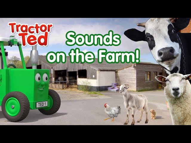 Can You Guess The Sounds On The Farm With Tractor Ted? 🐄🚜👨🏼‍🌾🐴🐓