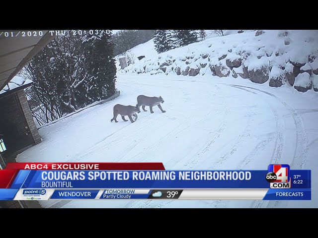 Cougars Spotted Roaming Bountiful Neighborhood