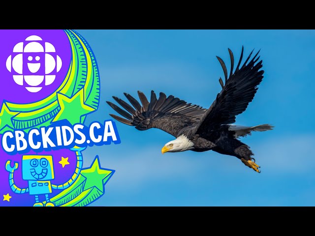 The Bald Eagle | Amazing Animals | CBC Kids