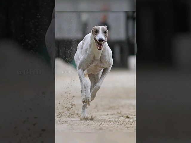 Top 10 Fastest Dog Breeds In the World 😱🔥 #shorts #top10 #dog