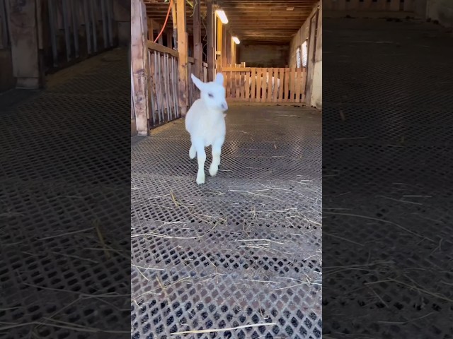 Funny goats dance 🙈🤣🤣🤣