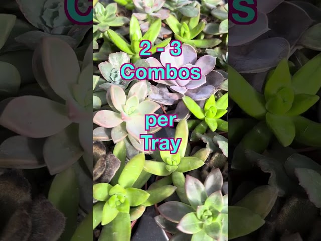 5 Succulents in 1 Pot!! #succulents #variety #garden #succulentpotsretail #holtnurseries #wholesale