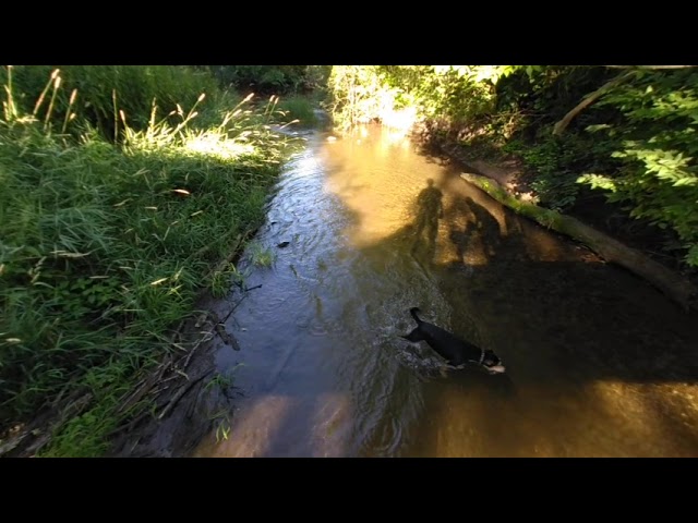 VR of Lilly fetching sticks in the creek while Charlie watches from the bridge