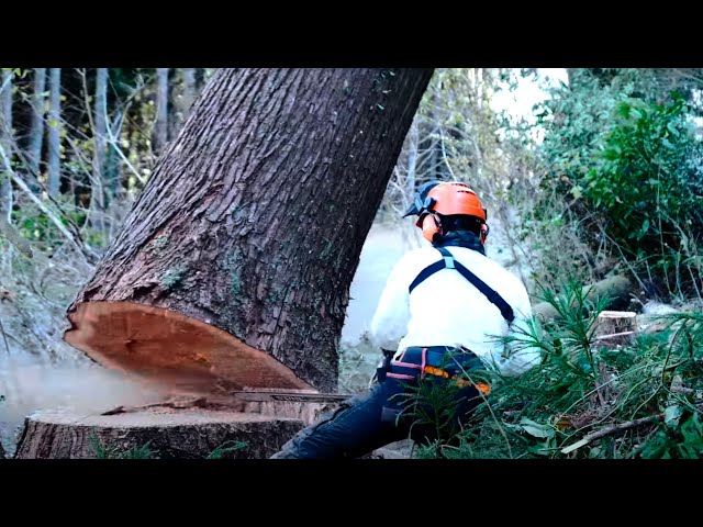 【樹齢180年】杉の伐採【Felling a 180-Year-Old Cedar: A Captivating Display of Precision and Skill.】