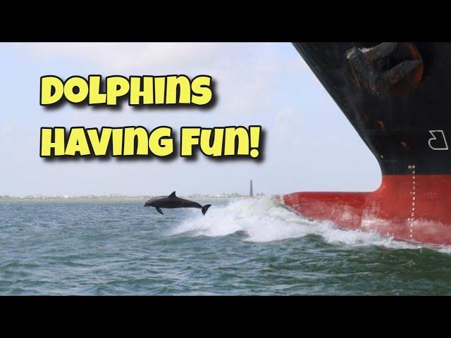 Dolphins Riding a Ship Bow Wake in Galveston Texas