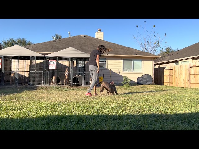 Navi Is Getting Out Of Hand (TugofWar) XL American Bully