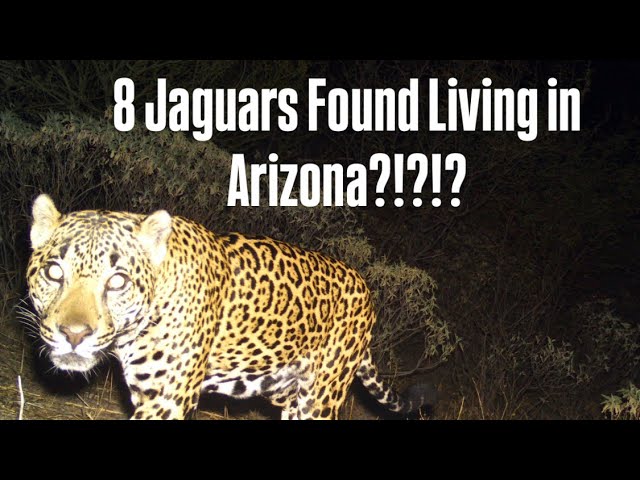 The Truth About Jaguars in The U.S.