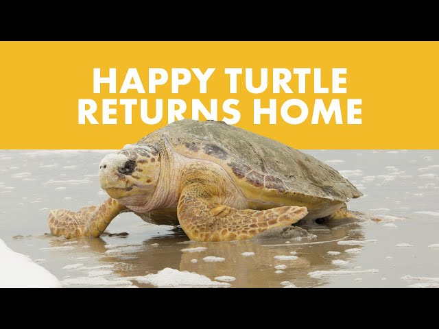 A New Perspective On SeaWorld's Turtle Return!