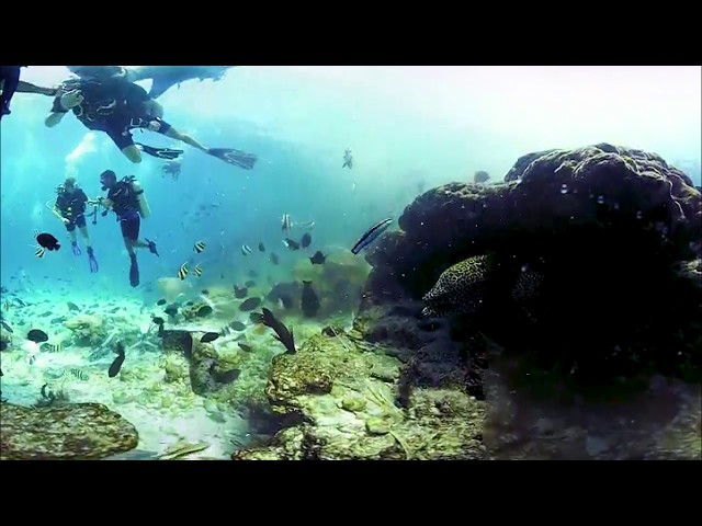 Maldives Underwater 3D 360 VR experience (Vuze camera)