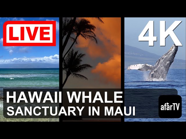 🔴 Live Now: 24/7 Hawaii Humpback Whale Marine Sanctuary in Maui, Hawaii in 4K Ultra HD