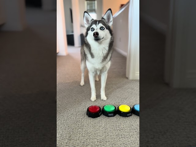 Sapphie the pomsky has a self-care day