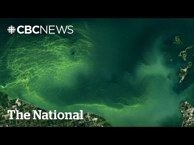 Toxic algae is invading Canada’s lakes. This early warning system could help