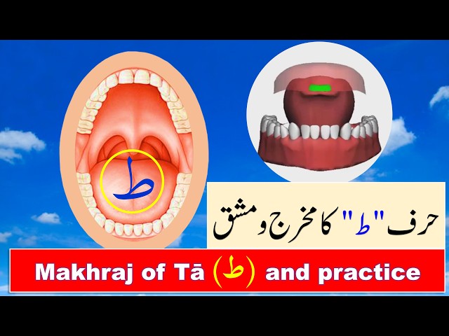 Tajweed Quran in Urdu | Makhraj of Arabic letters in Urdu | Harf e Tua ka makhraj | حرف طا کا مخرج