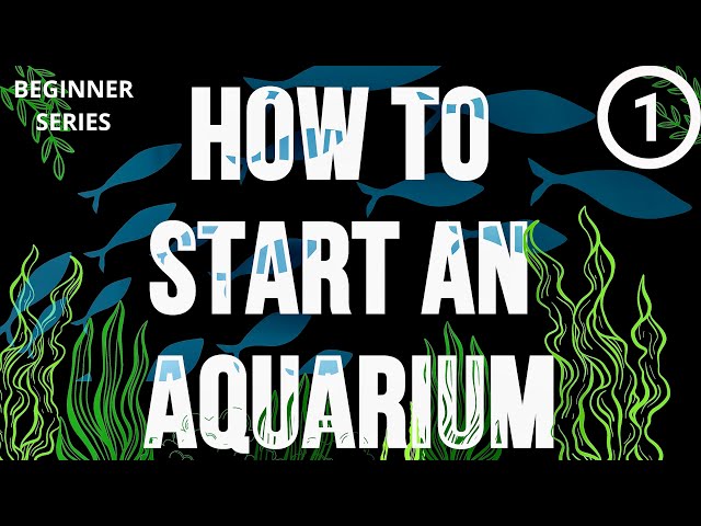 1️⃣ FIRST AQUARIUM ESSENTIALS: The Ultimate Beginner's Guide - #youtube