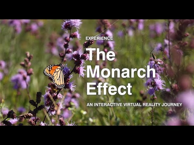 The Monarch Effect VR180: Small Actions, Big Impacts