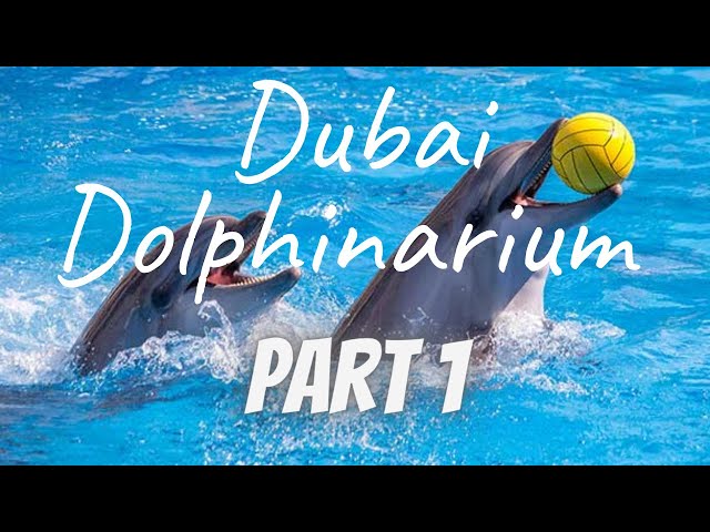 Dubai Dolphinarium Part 1| Creek Park UAE #dolphinshow #visitdubai