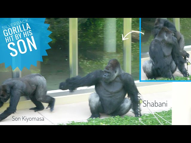 Giant Male Gorilla Hit By His Son | The Shabani Family | Higashiyama Zoo