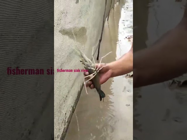 Tangkap udang galah dengan perangkap pantai