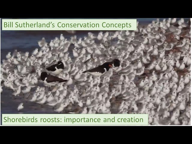 Conserving shorebird roosts