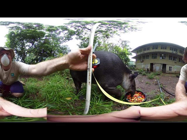 Tapir Tailor: Beginning Work with the Jungle Animal Rescue (360 VR)