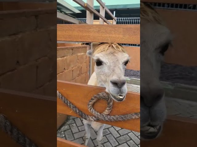 LLAMA INTERVIEW (LOOK AT IT'S PONY!!)