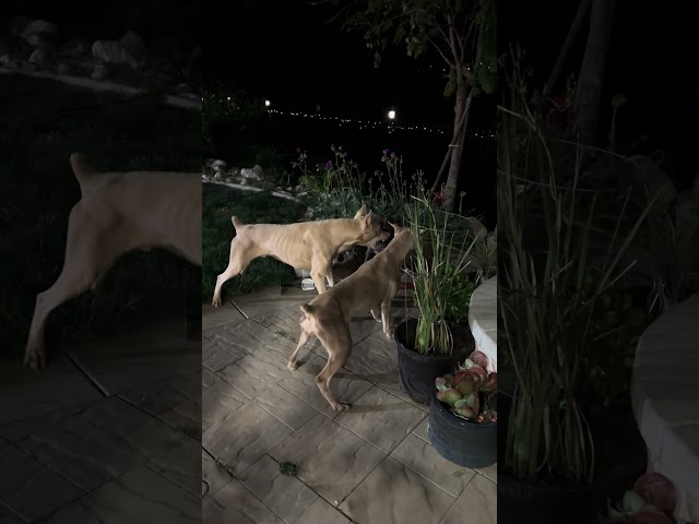 2 White Doberman United vs 1 Pitbull, it’s a bully fight, Pitbull stand her ground