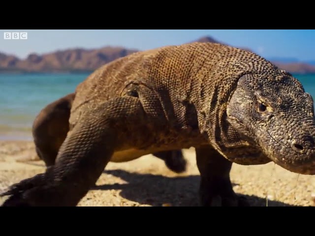 Planet Earth  A Celebration   a message from Sir David Attenborough