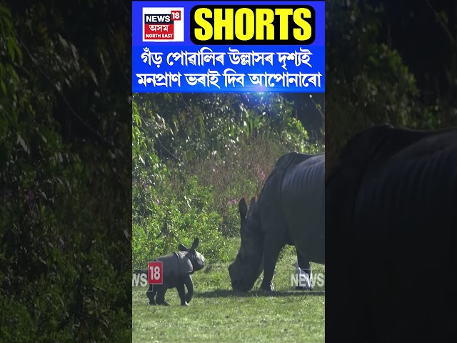 বৈচিত্ৰতাৰে ভৰা Kaziranga National Park ৰ এক নান্দনিক দৃশ্য #shorts n18s