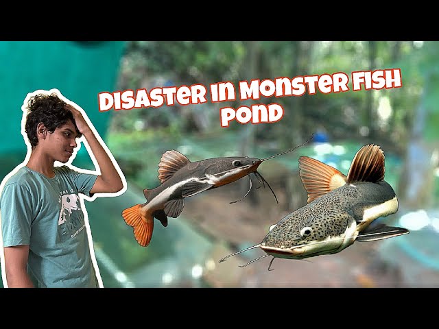 My Monster fishes are gone 😱!!! *Redtail catfish *