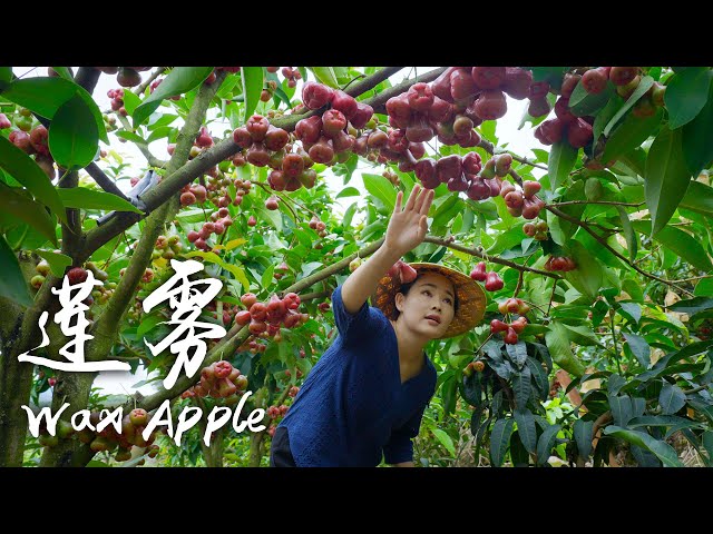 「One Fruit for a Table」 Wax Apple - "Mineral Water" Growing on Trees