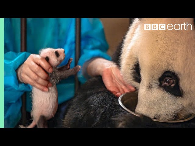 Panda Doesn't Realise She's Had Twins! | BBC Earth