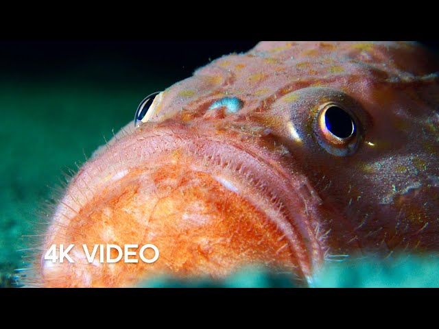 What Lurks in the Midnight Zone? | Blue Planet II | BBC Earth