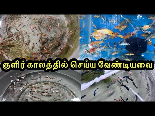 குளிர் காலத்தில் செய்ய வேண்டியவை|Erode|AJL Aquarium |#petslovechannel