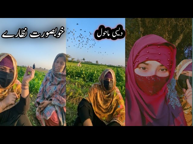 Sehar Alvi & baji kalo VS aeman naz ||  village life @SeharAllvi