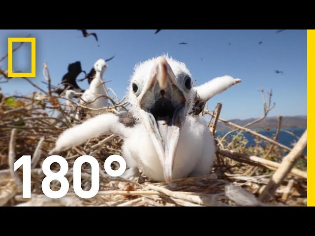 'Pirate Birds’ of the Tropics 180 | National Geographic