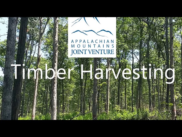 Virtual Field Tour: Timber Harvesting Basics