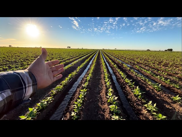 El cultivo del frijol ( Primer Riego ) AgroSin