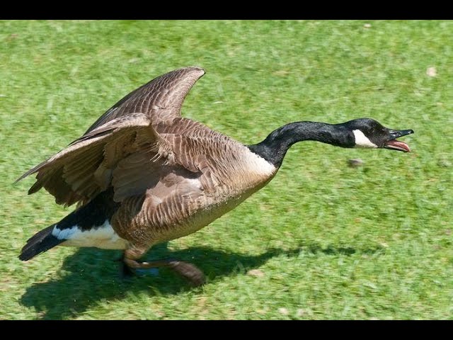 KANADA KAZLARI ETRAFIMIZI SARDI #canadiangoose #california #keşfet #pinarbk