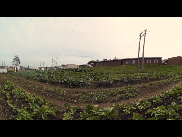 Plagron Project Africa 360 video: Growing fields 360 video