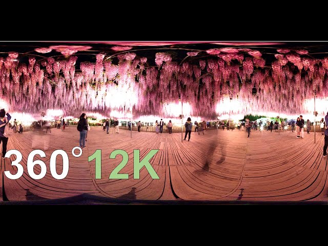 360° VR  Wisteria flowers  Ashikaga Flower Park  12K